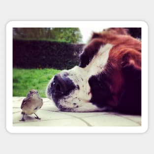 Saint Bernard Dog Watches Over A Small Bird Sticker